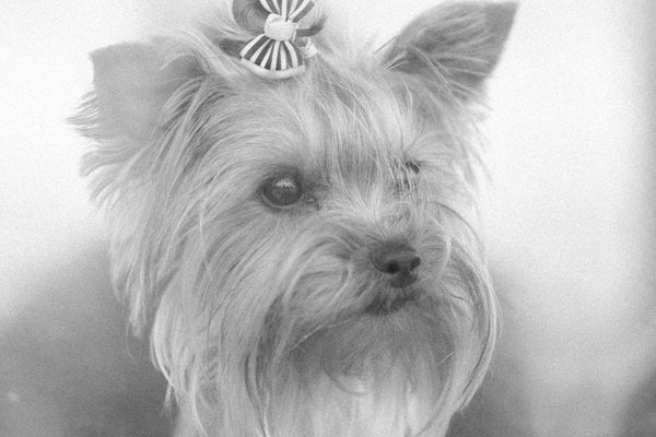 Why Are British Breeds of Dogs So Beloved?