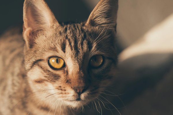 How Does Owning a Cat Influence Your Daily Routine?