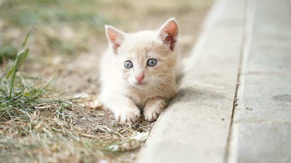 What is the significance of cat breeds native to the UK?